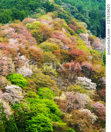Yoshinoyama Sakura Nara Yoshinoyama Sakura Nara 137639620