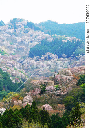 Yoshinoyama Sakura Nara Yoshinoyama Sakura Nara 137639622