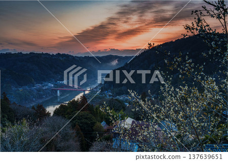 A sea of clouds and plum blossoms beautifully illuminated by the rising sun from the dawn sky - Tsukigase Plum Valley ① A sea of clouds and plum blossoms beautifully illuminated by the rising sun from the dawn sky - Tsukigase Plum Valley ① 137639651