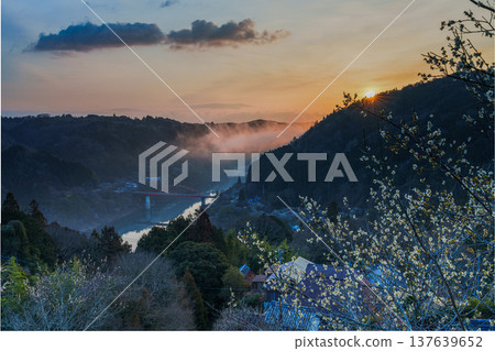 A sea of clouds and plum blossoms shining beautifully in the morning sun rising from the dawn sky - Tsukigase Plum Valley ② A sea of clouds and plum blossoms shining beautifully in the morning sun rising from the dawn sky - Tsukigase Plum Valley ② 137639652