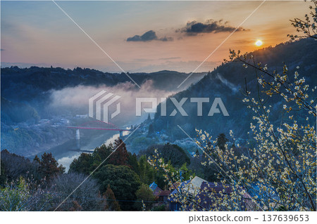 Beautiful sea of clouds and plum blossoms lit by the rising sun from the morning sky at Tsukigase Baikei ③ Beautiful sea of clouds and plum blossoms lit by the rising sun from the morning sky at Tsukigase Baikei ③ 137639653