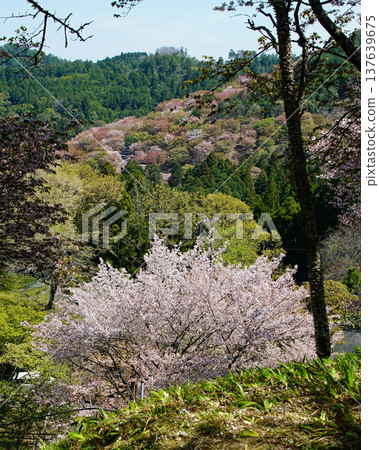 Yoshinoyama Sakura Nara Yoshinoyama Sakura Nara 137639675