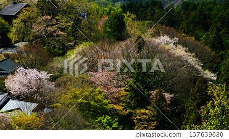 Yoshinoyama Sakura Nara Yoshinoyama Sakura Nara 137639680