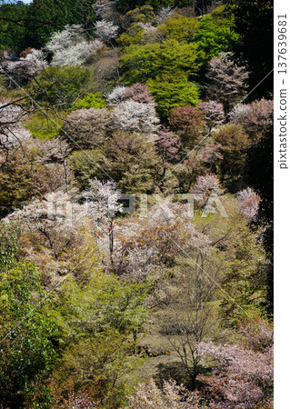 奈良吉野山櫻 137639681