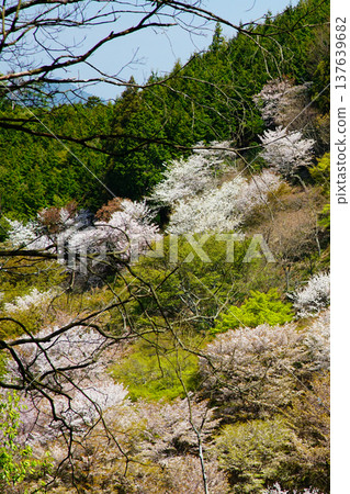 Yoshinoyama Sakura Nara Yoshinoyama Sakura Nara 137639682