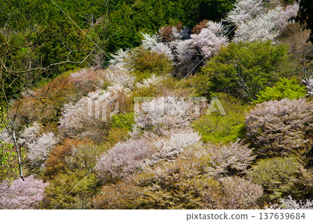 奈良吉野山櫻 137639684