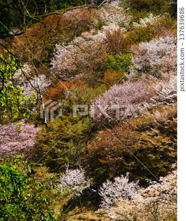 Yoshinoyama Sakura Nara Yoshinoyama Sakura Nara 137639686
