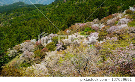 Yoshinoyama Sakura Nara Yoshinoyama Sakura Nara 137639691