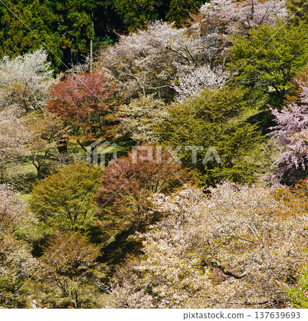 Yoshinoyama Sakura Nara Yoshinoyama Sakura Nara 137639693