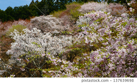 Yoshinoyama Sakura Nara Yoshinoyama Sakura Nara 137639698