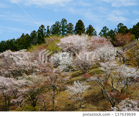 Yoshinoyama Sakura Nara Yoshinoyama Sakura Nara 137639699
