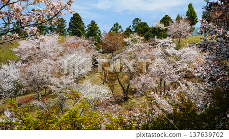 Yoshinoyama Sakura Nara Yoshinoyama Sakura Nara 137639702