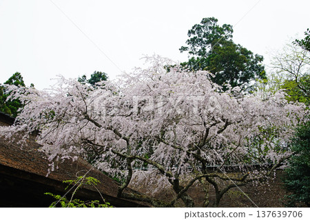 奈良吉野山櫻 137639706