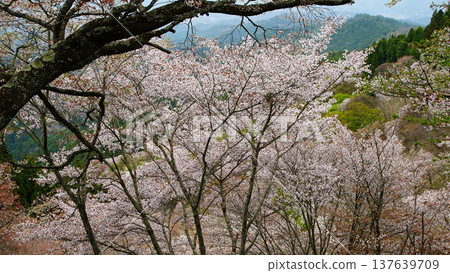 Yoshinoyama Sakura Nara Yoshinoyama Sakura Nara 137639709