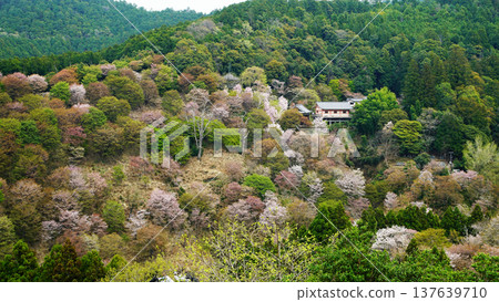 Yoshinoyama Sakura Nara Yoshinoyama Sakura Nara 137639710