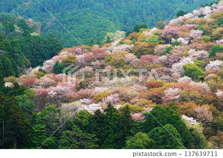 Yoshinoyama Sakura Nara Yoshinoyama Sakura Nara 137639711