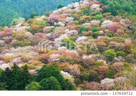 Yoshinoyama Sakura Nara Yoshinoyama Sakura Nara 137639712