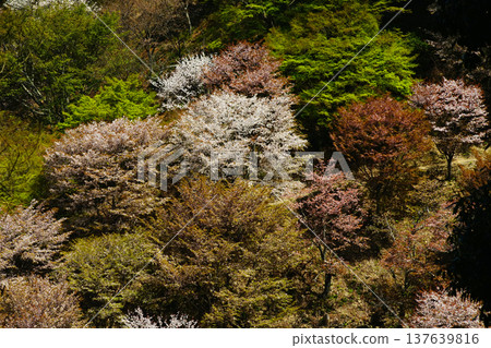 奈良吉野山櫻 奈良吉野山櫻 137639816
