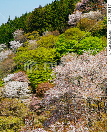 奈良吉野山櫻 奈良吉野山櫻 137639817