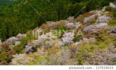 Yoshinoyama Sakura Nara Yoshinoyama Sakura Nara 137639819