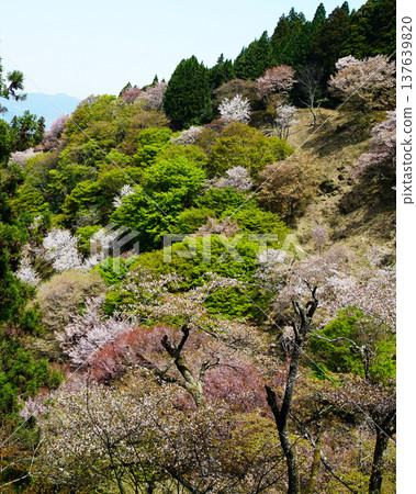 Yoshinoyama Sakura Nara Yoshinoyama Sakura Nara 137639820
