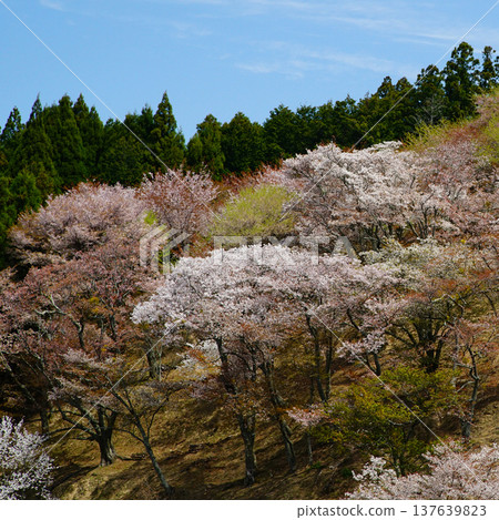 Yoshinoyama Sakura Nara Yoshinoyama Sakura Nara 137639823