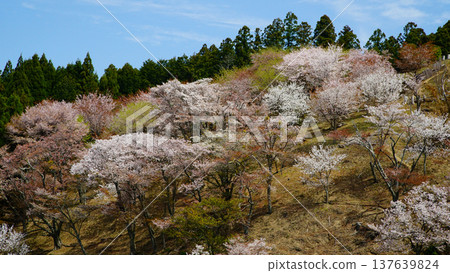 奈良吉野山櫻 137639824