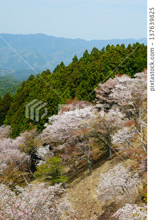 奈良吉野山櫻 137639825