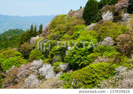 奈良吉野山櫻 奈良吉野山櫻 137639826