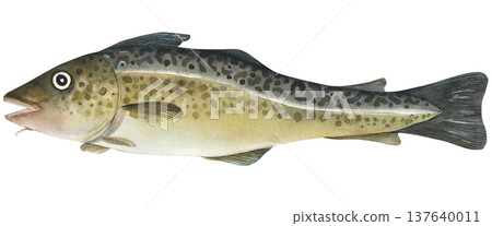 Cod fish (Gadus morhua) watercolor illustration. Hand drawn isolated on white background. For printing on fish products, design and typography Cod fish (Gadus morhua) watercolor illustration. Hand drawn isolated on white background. For printing on fish products, design and typography 137640011