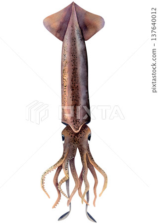Commander squid (Berryteuthis magister). Watercolor illustration calamary hand drawn isolated on white background. For printing on fish products, food design and typography Commander squid (Berryteuthis magister). Watercolor illustration calamary hand drawn isolated on white background. For printing on fish products, food design and typography 137640012