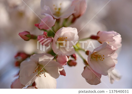 Tamagushi River, Cherry Blossoms, Osaka Tamagushi River, Cherry Blossoms, Osaka 137640031