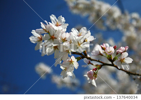 大阪玉串川櫻花 137640034