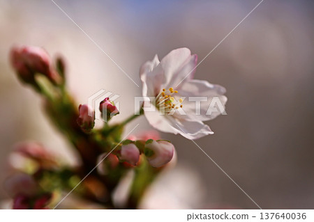 大阪玉串川櫻花 137640036