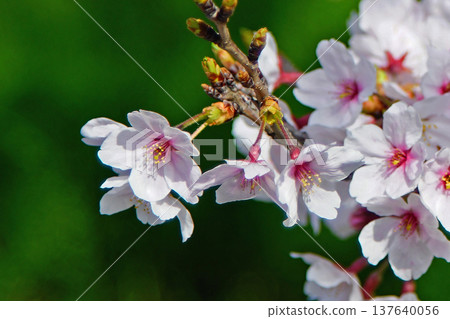 大阪玉串川櫻花 137640056