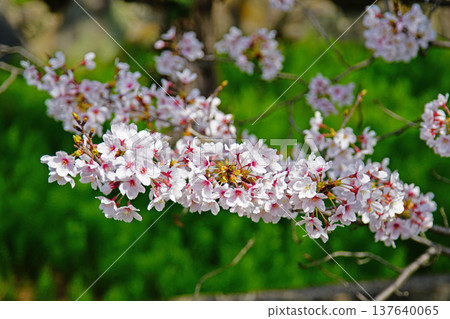 大阪玉串川櫻花 137640065