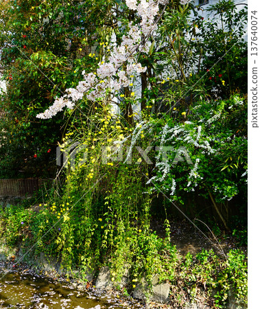 Tamagushi River, Cherry Blossoms, Osaka Tamagushi River, Cherry Blossoms, Osaka 137640074