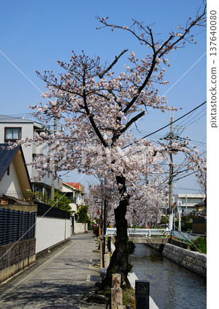 大阪玉串川櫻花 大阪玉串川櫻花 137640080