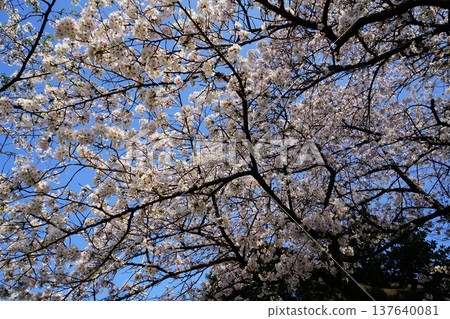 Tamagushi River, Cherry Blossoms, Osaka Tamagushi River, Cherry Blossoms, Osaka 137640081