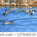 A flock of Northern Pintails relaxing by the water 137640233