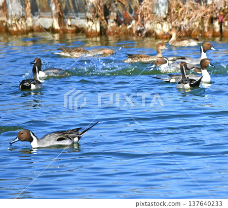 A flock of Northern Pintails relaxing by the water A flock of Northern Pintails relaxing by the water 137640233
