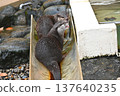 Two Asian small-clawed otters hiding in the slide 137640235