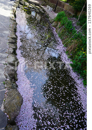 花筏、櫻花、大阪 花筏、櫻花、大阪 137640269