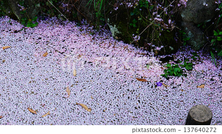 Flower raft, cherry blossoms, Osaka 137640272