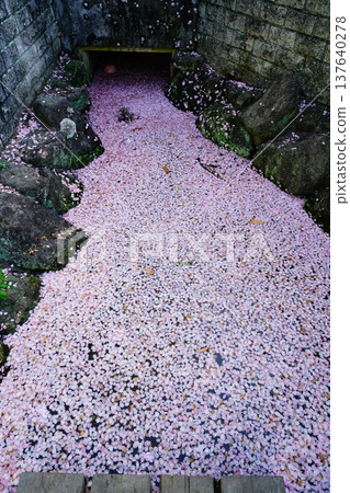 Flower raft, cherry blossoms, Osaka Flower raft, cherry blossoms, Osaka 137640278