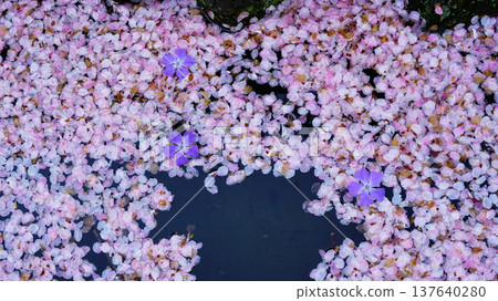 花筏、櫻花、大阪 137640280