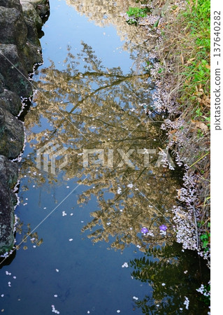 Flower raft, cherry blossoms, Osaka 137640282