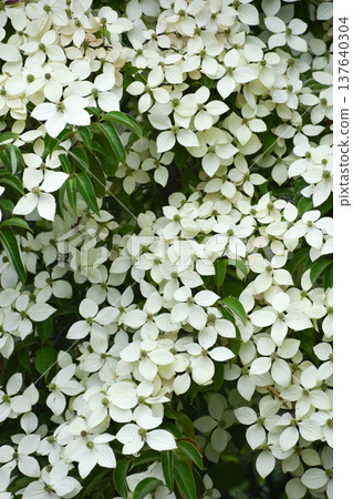 white wildflower 137640304