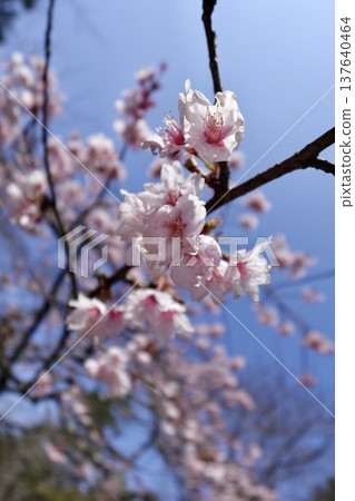 Sakura that shines in the blue sky Sakura that shines in the blue sky 137640464