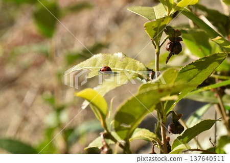 Coccinella septempunctata Kamakura Central Park 137640511